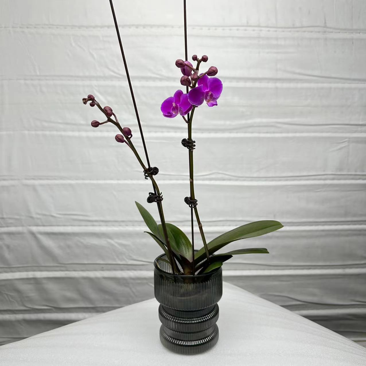 十月里蝴蝶兰【满天红】 带花带花苞 包邮
