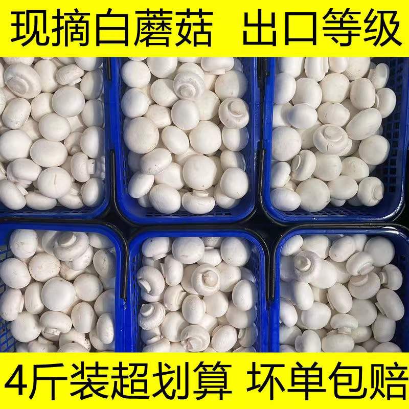口蘑白蘑菇新鲜口蘑双孢菇食用菌菇火锅食材食用菌时令蔬菜包邮