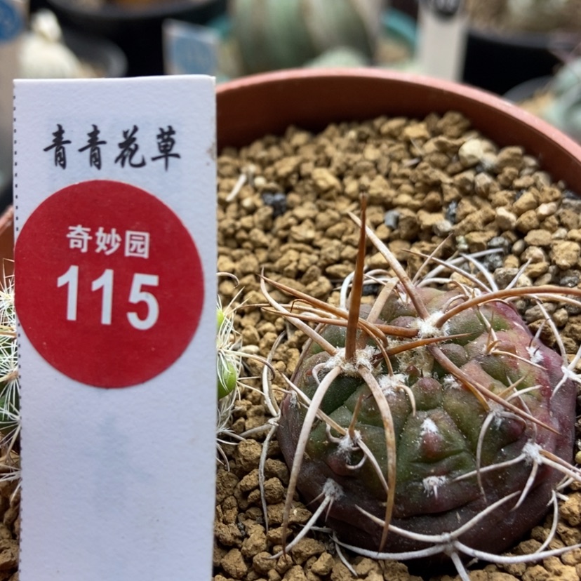 【闪购商品】有雀斑狂刺球3.2cm
