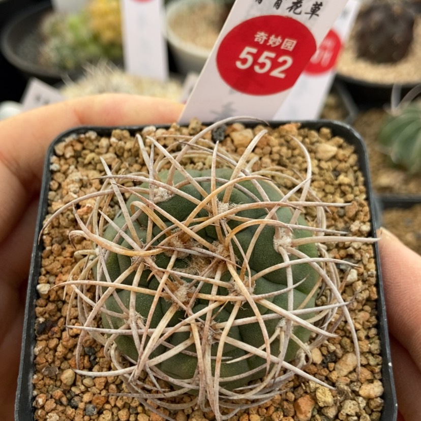 【闪购商品】实生伏刺球4.8cm