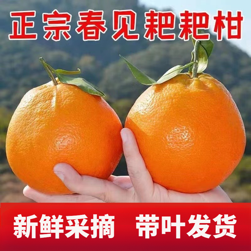 四川春见耙耙柑粑粑柑新鲜丑橘子水果5/9斤爆汁香甜包邮到家