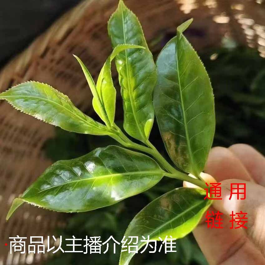 【大文茶叶】福利通用链接（5号）