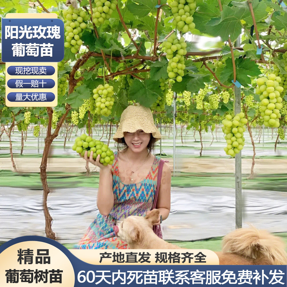 葡萄树苖阳光玫瑰葡萄苗南方北方种植庭院爬藤果树苗盆栽地栽