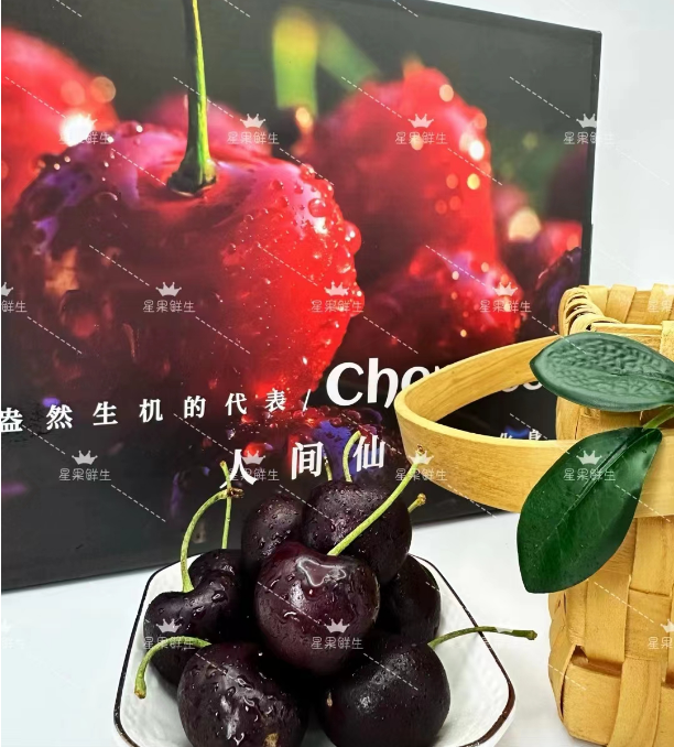 【同城配送】桑提娜3JD1-5斤装（请看售后细则）