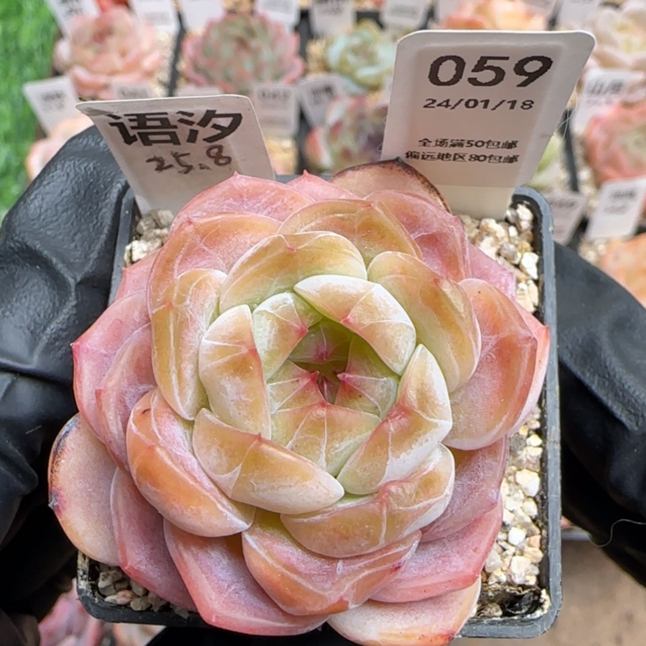 【闪购商品】059语汐