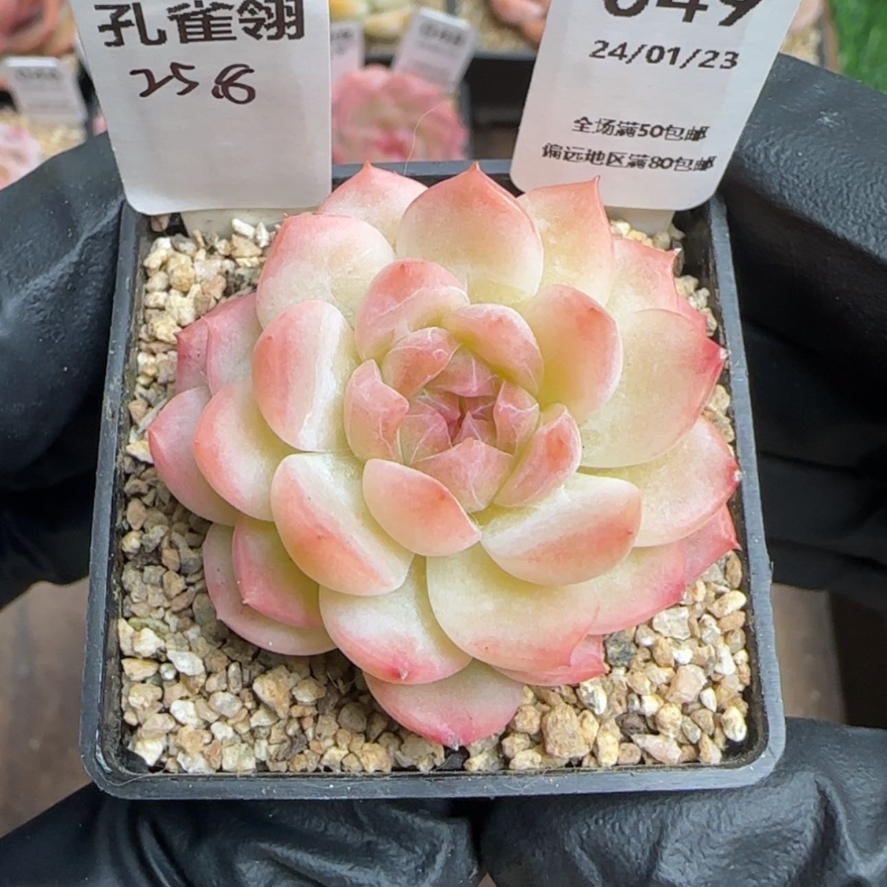 【闪购商品】049孔雀翎