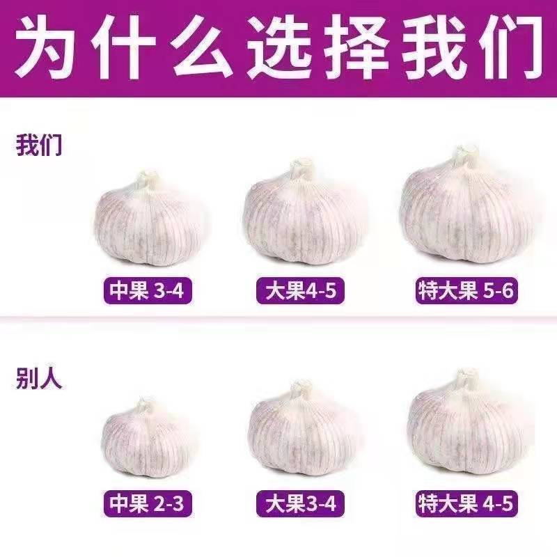 蒜新干山东紫皮大蒜头新鲜大蒜新干蒜头1/3/5/一件批发营养日常
