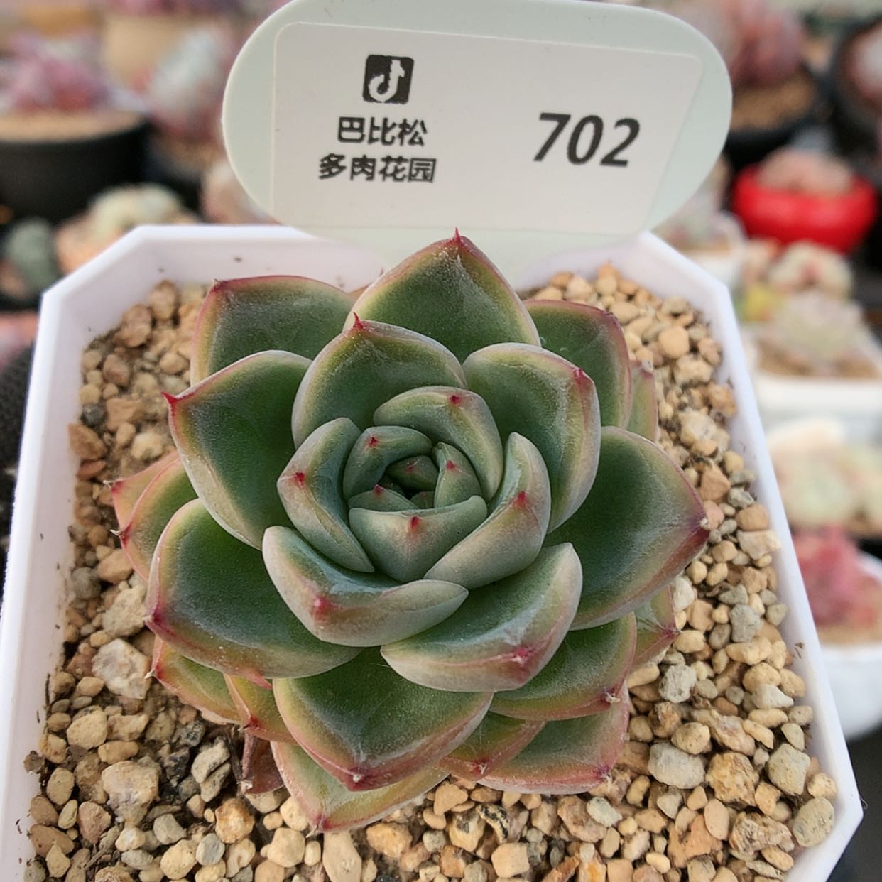 【闪购商品】702皮埃拉