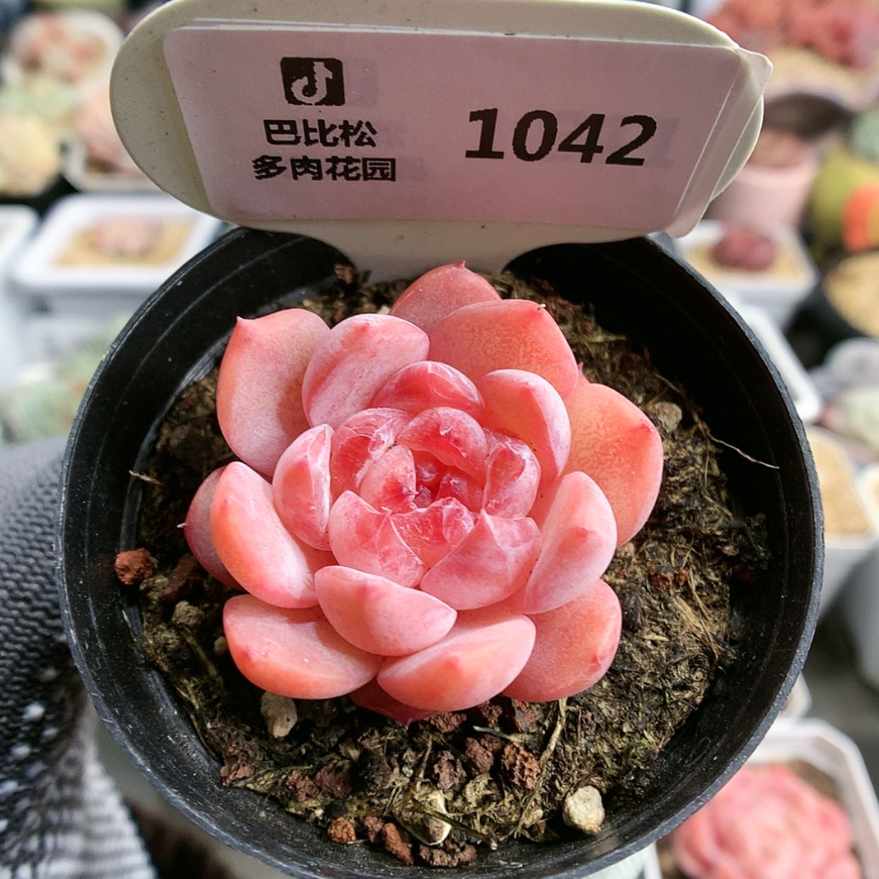 【闪购商品】1042冰钻