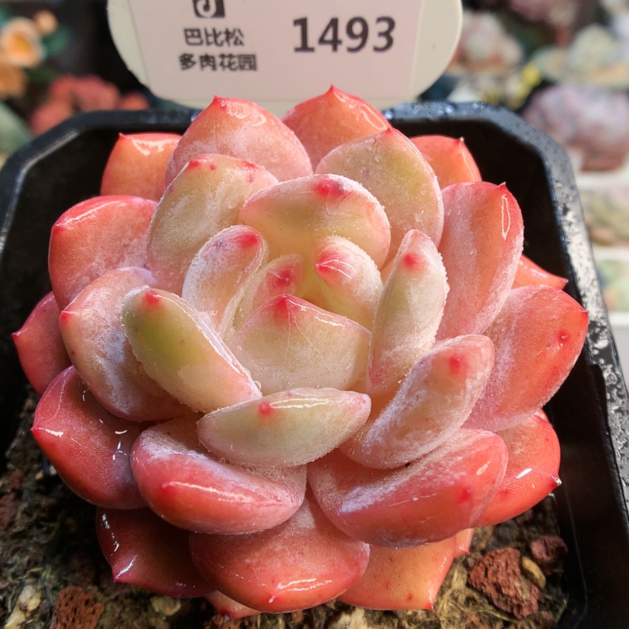 【闪购商品】1493梦露