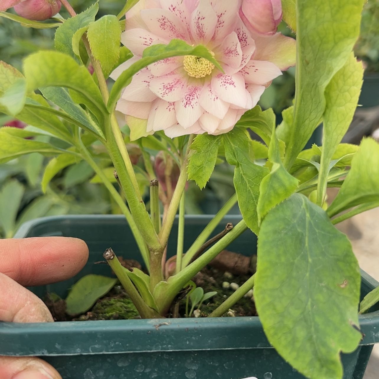 【闪购商品】铁筷子20