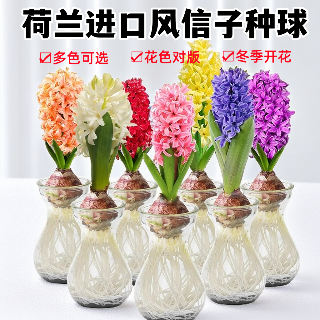 风信子种球水培室内外水养花卉四季盆栽植物土培套装进口大花种子