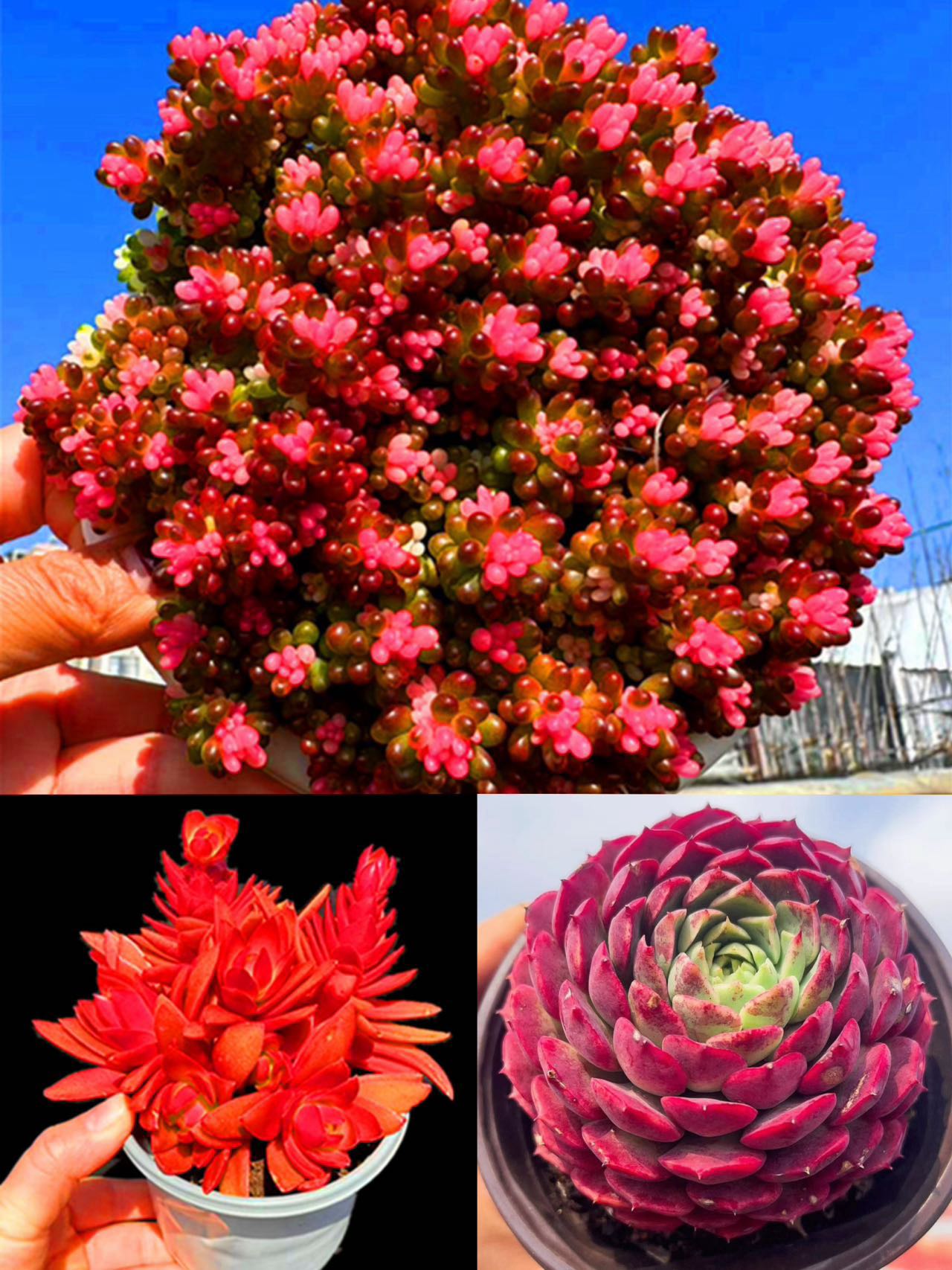 B七彩龙珠组合 超漂亮  室内室外好养  云南地区基地带土带盆发货