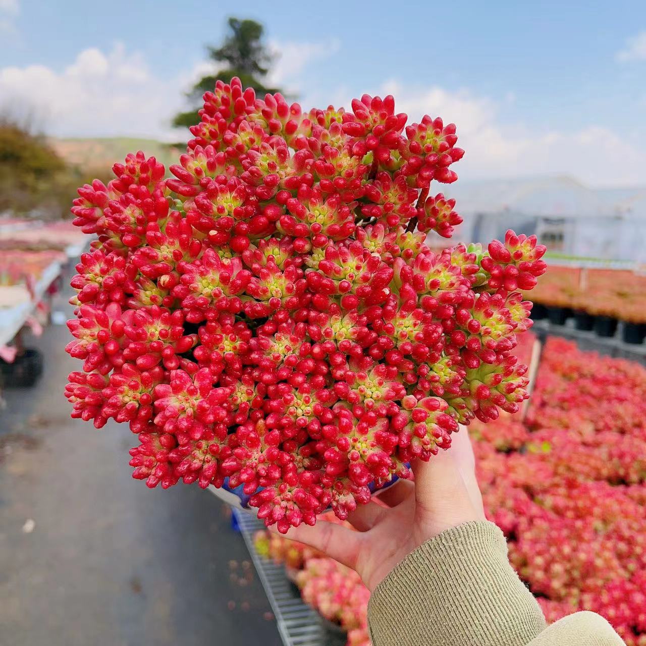 T大红葡萄+樱花锦+蓝苹果+春萌缀化+乙女心 多肉组合超划算