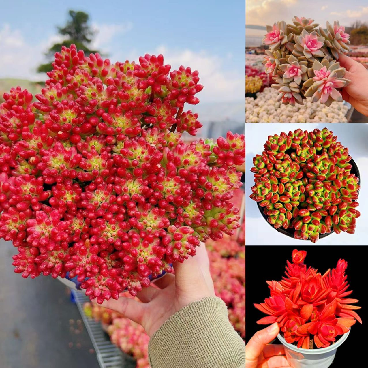 B大红葡萄组合划算 多年老桩 好养抱仔多好繁殖 新年节日喜气多肉