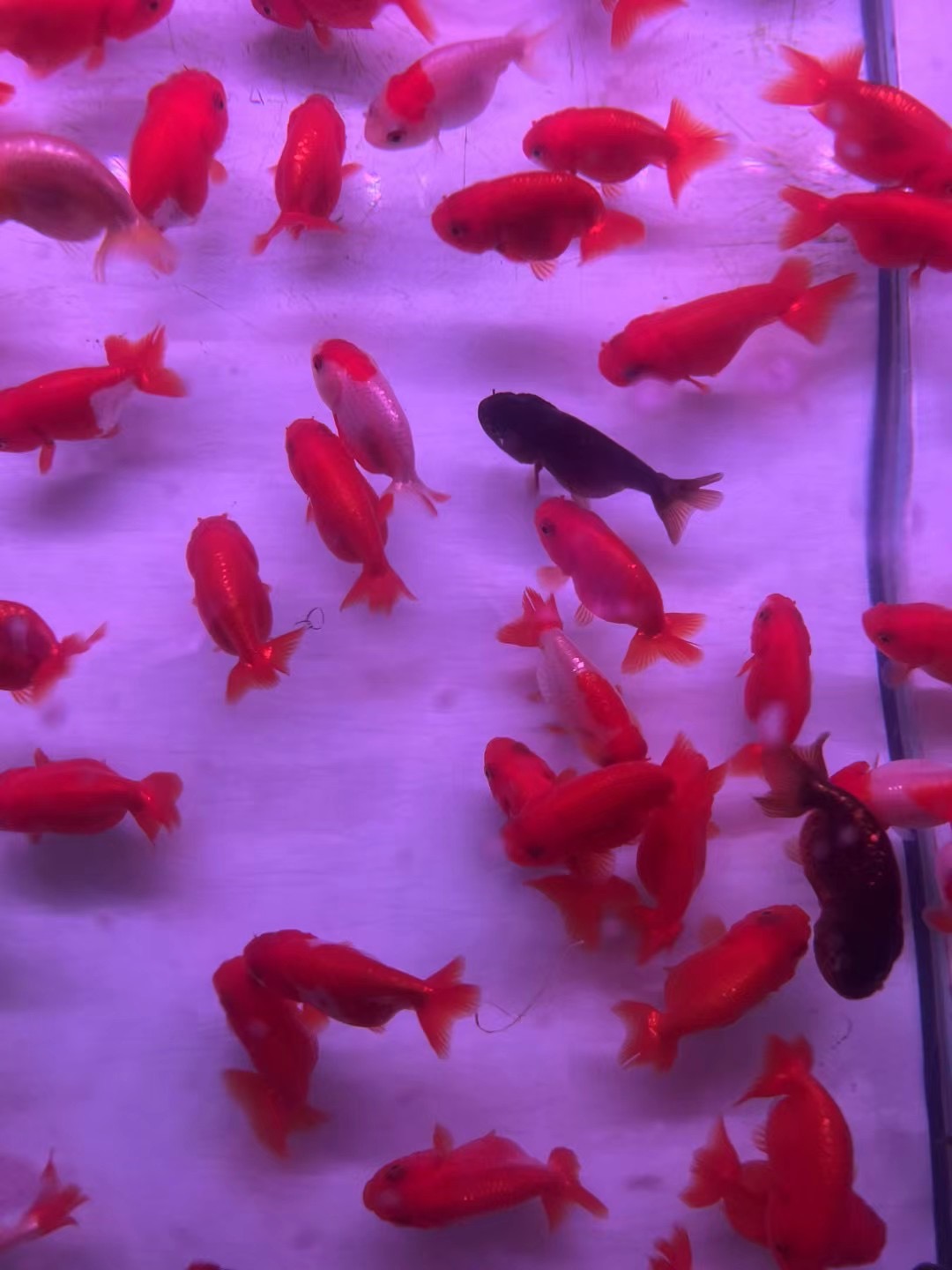 1-50号 29.9一盆观赏鱼冷水鱼兰寿泰狮黑龙井狮子头元宝玛丽