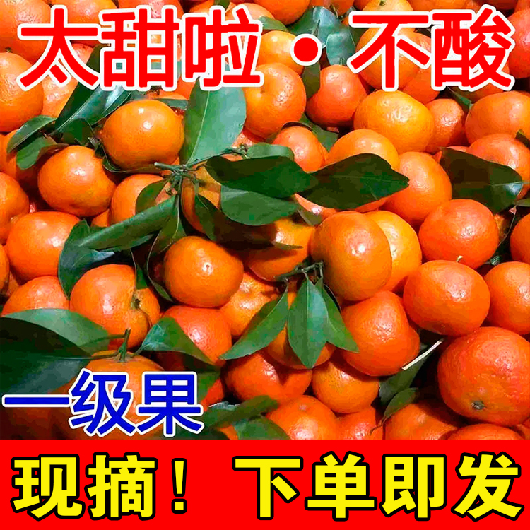 Z【现摘现发】正宗广西沙糖桔蜜桔应季水果砂糖橘子整箱