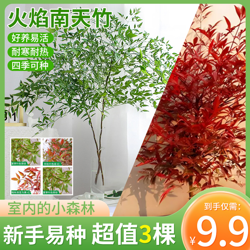【9.9元3棵】火焰南天竹水培植物客植物厅户外绿植庭院红叶盆栽室内