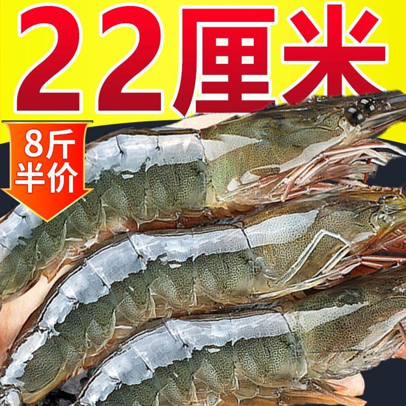 【超大大虾】新鲜大虾鲜活青岛大虾冻虾白虾非基围虾批发海鲜水产