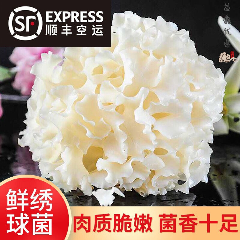 【小扬哥甄选】古田特产绣球菌2斤新鲜绣球菇食用菌菇凉拌煲汤火