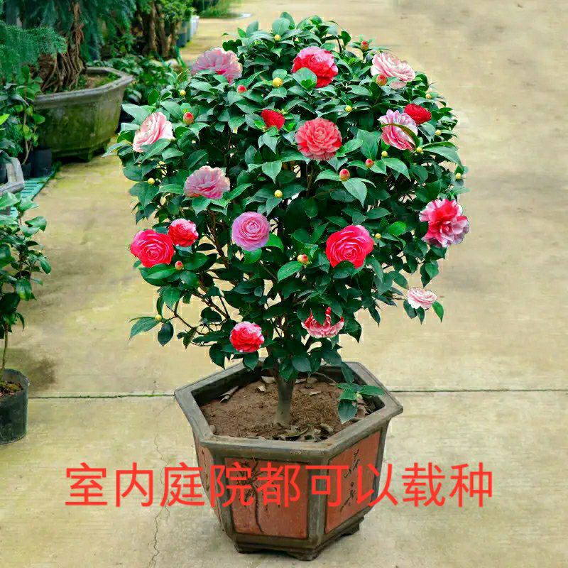 SW五色赤丹茶花室内室外耐寒耐热地栽盆栽都好养