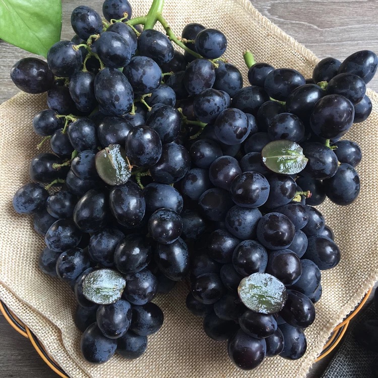黑加仑黑提750g左右