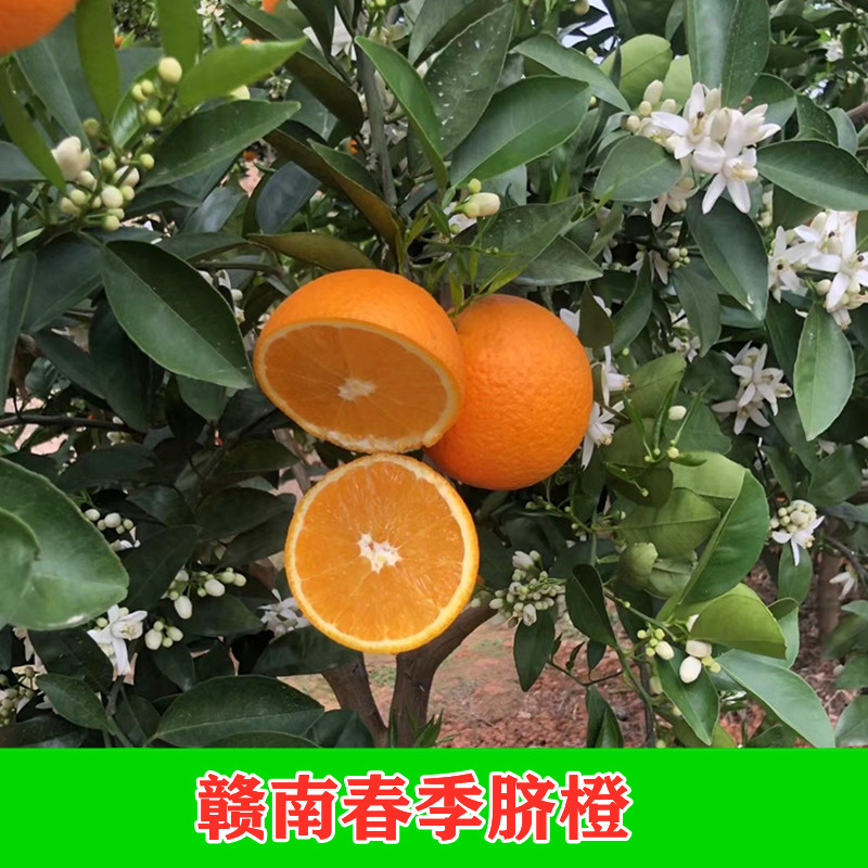 赣南春季脐橙3/5/9斤大果现摘现发脐橙新鲜水果现摘现发坏果包赔