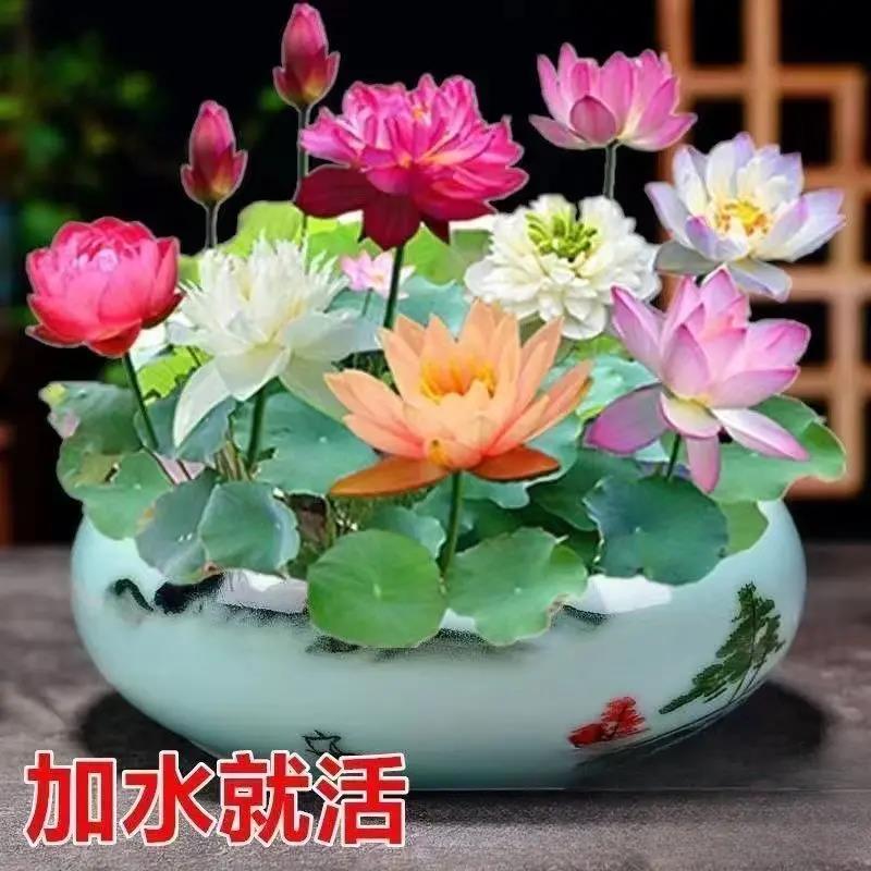 开口碗莲种子七彩碗莲荷花水养莲花盆栽四季开花睡莲观赏植物花卉