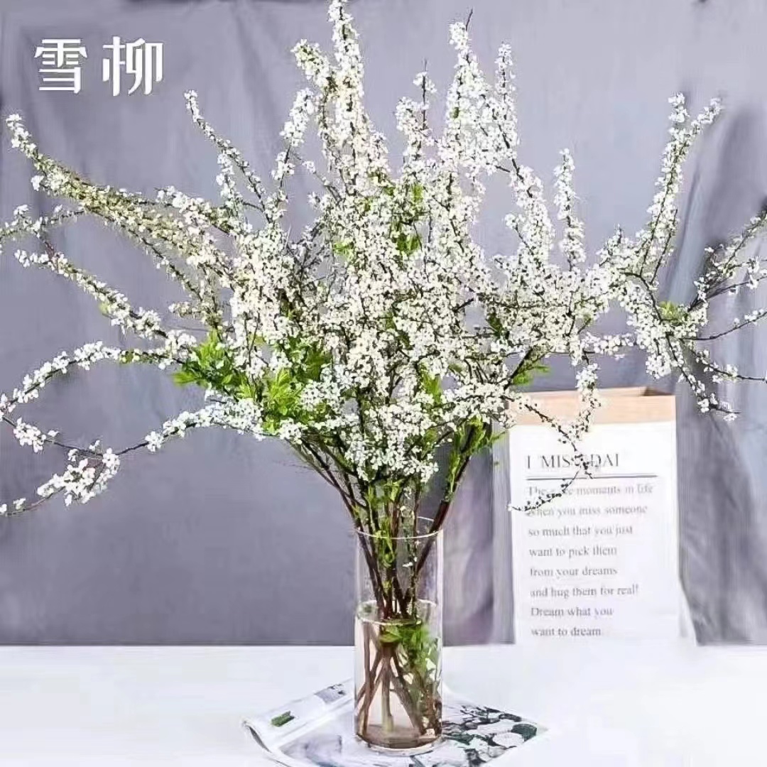 【鲜切雪柳干枝】赠营养液喷雪花室内水培花卉耐寒水养绿植清香植