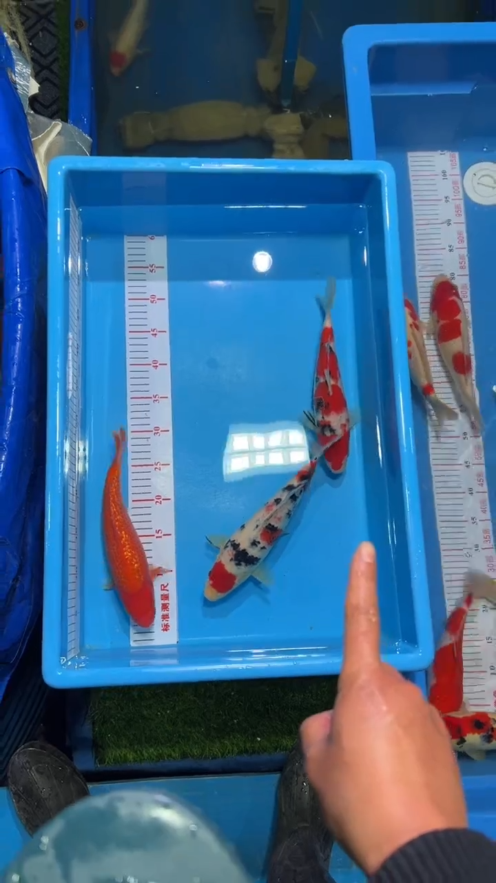 【闪购商品】锦鲤淡水不分公母0活体顺丰包邮包开箱活