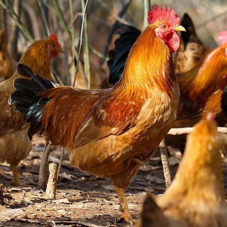 年底清栏散养 散放四只大公鸡毛重15-16斤净重10-11斤 肉质鲜嫩