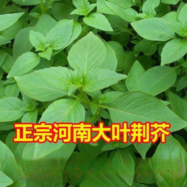 荆芥种子河南大叶荆芥菜种籽四季小青菜种籽农家田园盆栽蔬菜种子