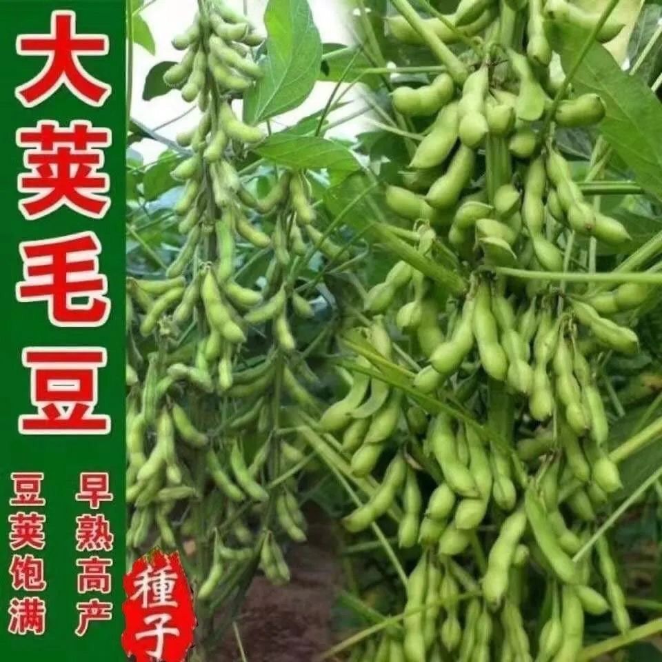 45天早熟毛豆种子软糯清香型抗旱抗病矮杆非转基因高产千斤大豆种