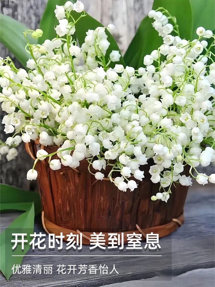 铃兰带芽花苗浓香多年生四季开花不断室内外阳台办公室盆栽耐好养