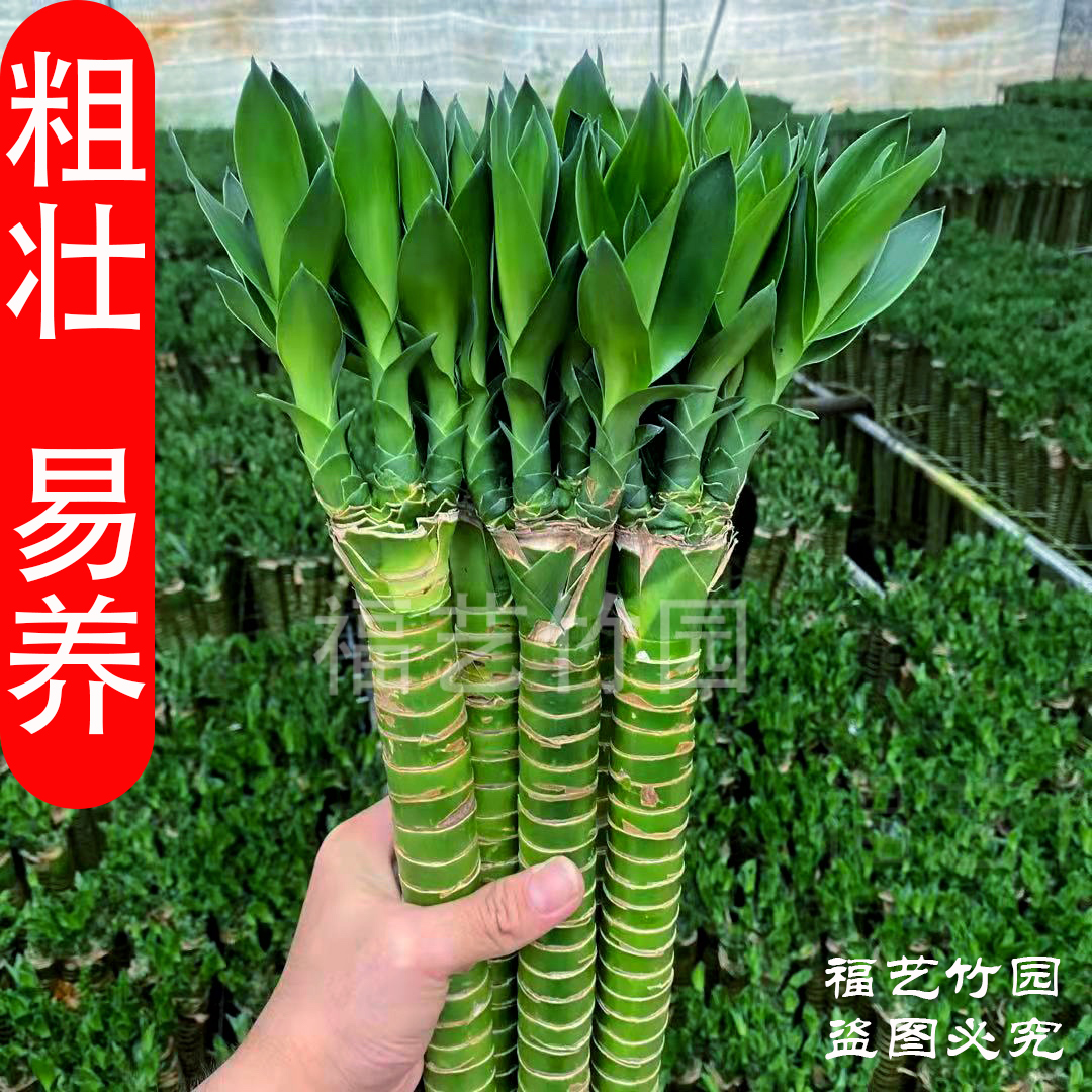 【新疆包邮】富贵竹水培龙竹多头粗大带根易活桌面盆栽室内植物净