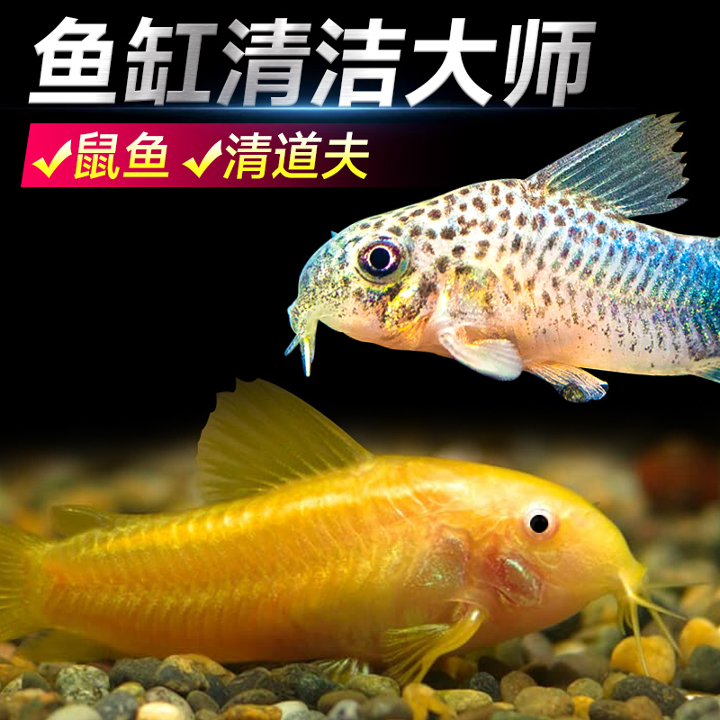 观赏鱼米虾清道夫小型热带女王大帆除藻工具鱼淡冷水清洁鱼金苔鼠