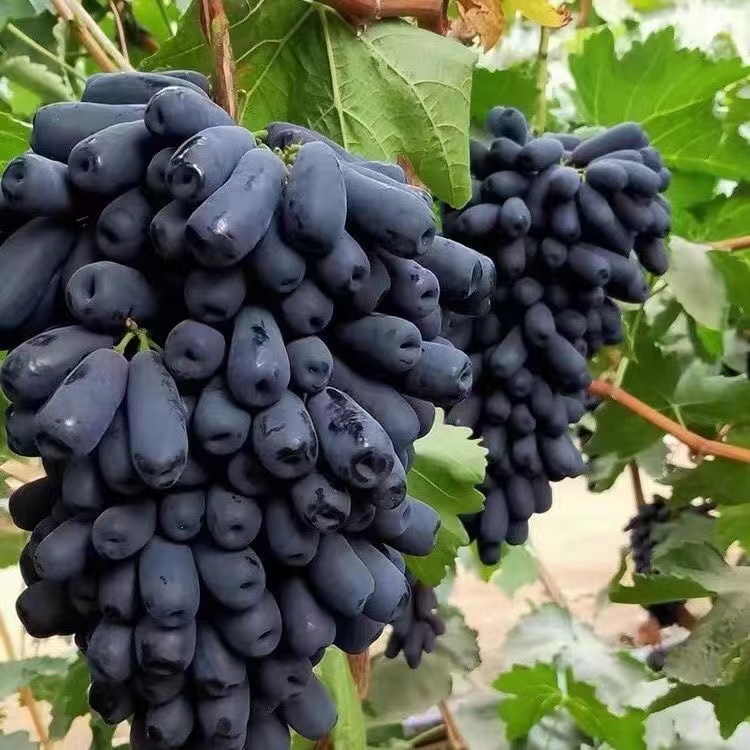 蓝宝石阳光玫瑰果树苗品种葡萄树苗盆栽地栽阳台庭院 南北方种植