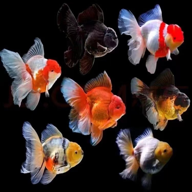 （文鱼馆）国狮、泰狮、兰寿活体观赏鱼发货（颜色、品相以直播为准）