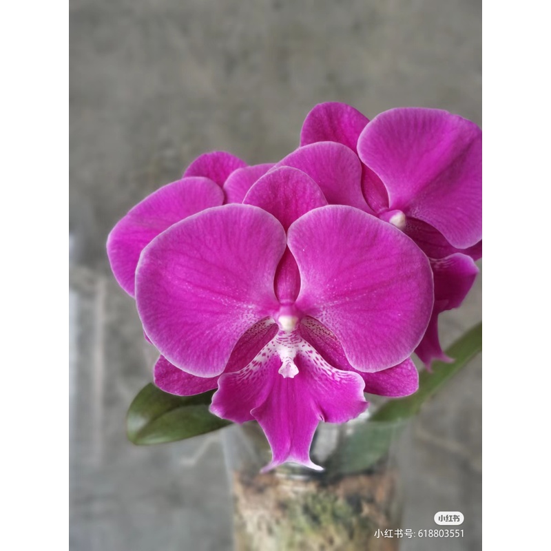【大红豆】新品稀有欧品大花型蝴蝶兰带花带花苞3.5寸杯大舌头