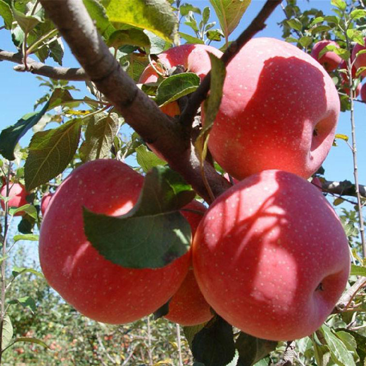 【果丫丫】新鲜水果陕西洛川红富士苹果 脆甜多汁果园直发孕妇红富