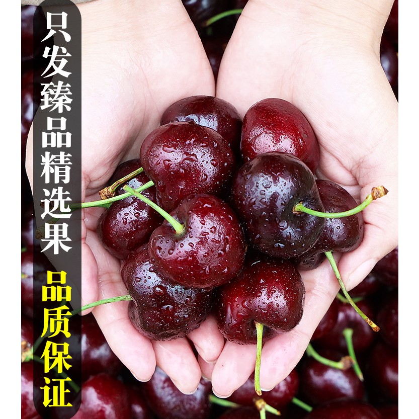 【出鲜小妹】智利拉宾斯车厘子2J/3/4J新鲜食用皮薄大果多汁