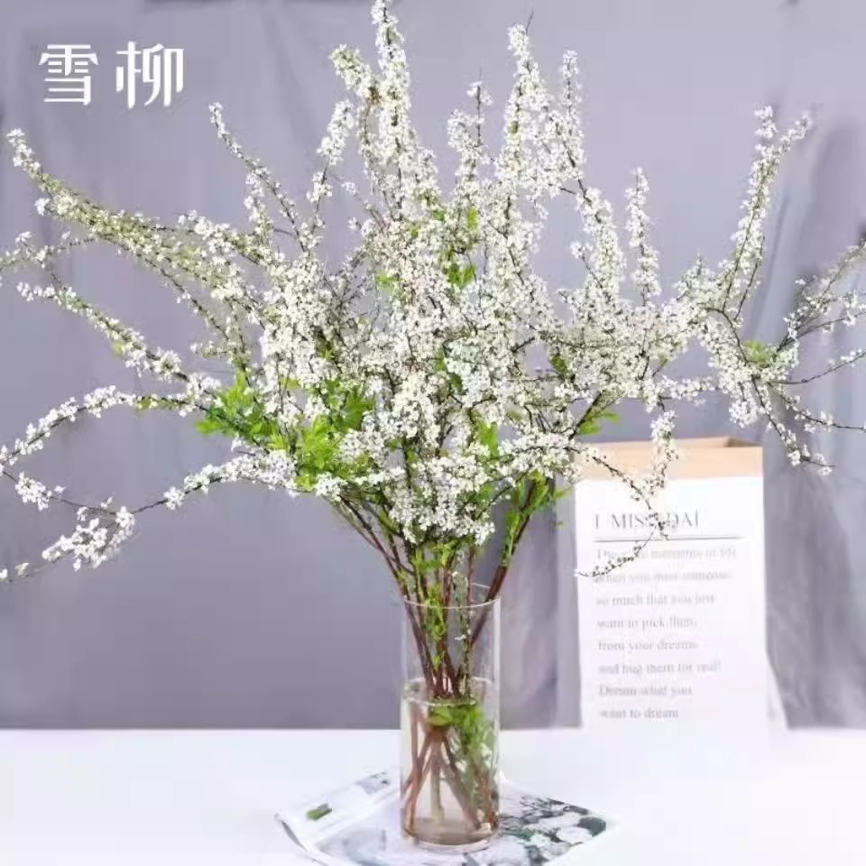 【鲜切雪柳干枝】赠营养液喷雪花室内水培花卉耐寒水养绿植清香植