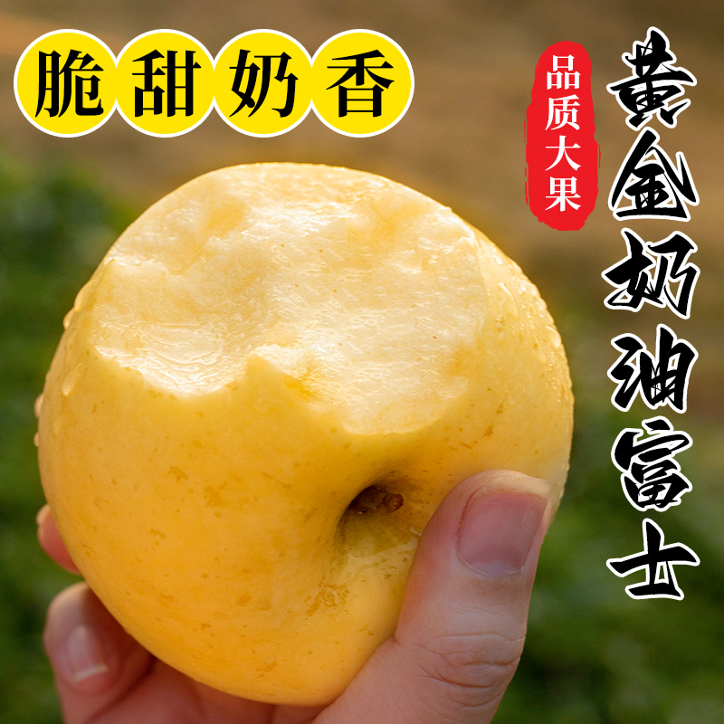 【产地直发】山东烟台黄金奶油富士苹果脆甜冰糖心苹果新鲜水果