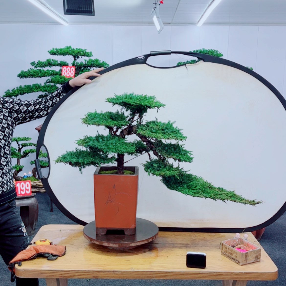 【闪购商品】盆景艺术