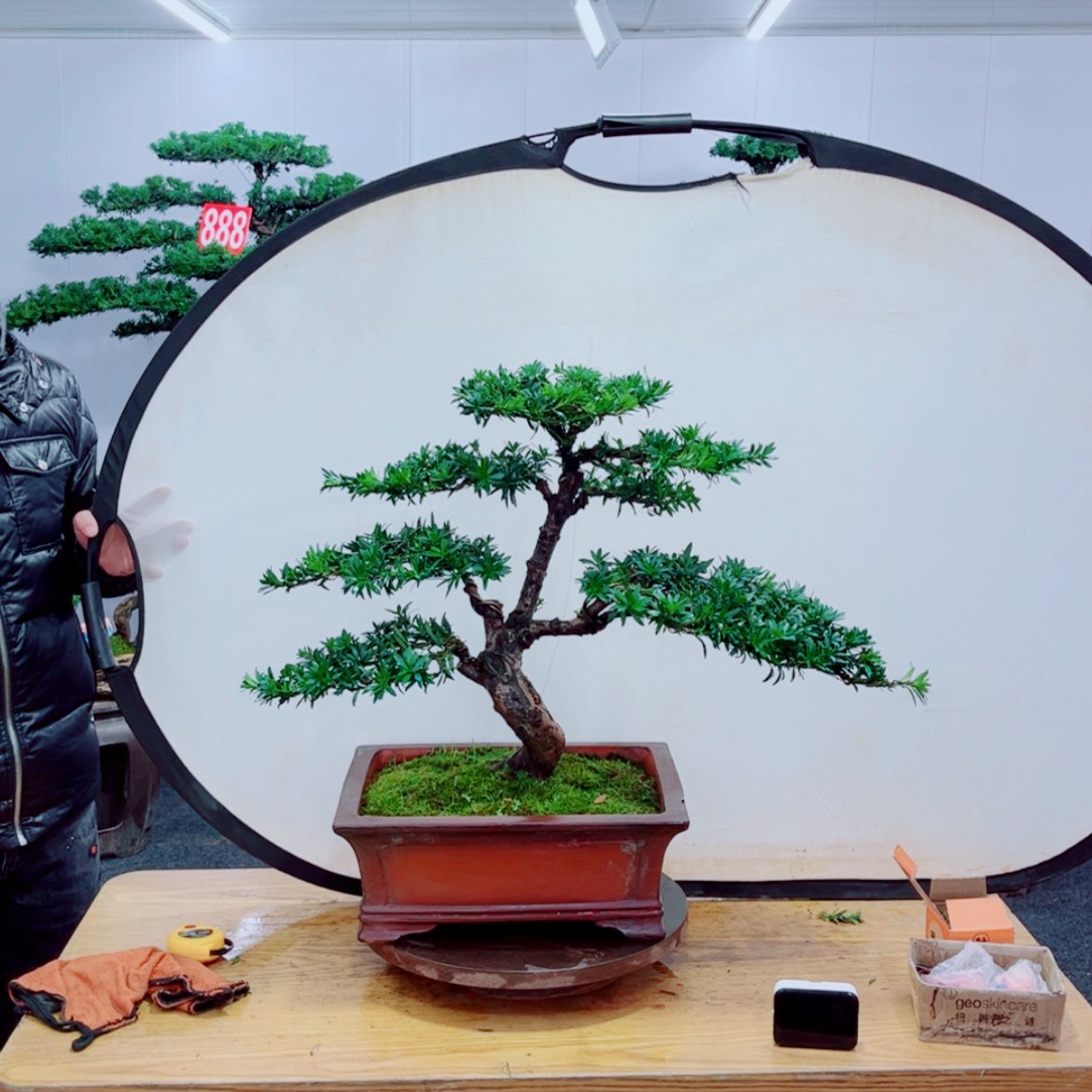 【闪购商品】盆景艺术