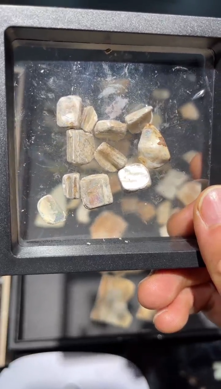 【闪购商品】贝标本件