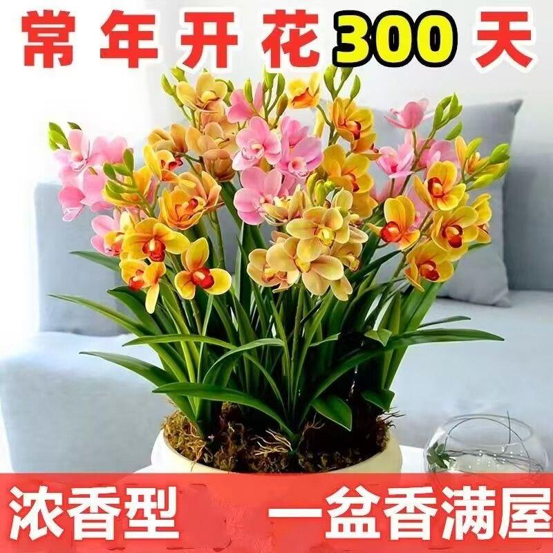 新品兰花香水兰花球盆栽耐寒四季开花室内阳台浓香大花水培绿植花
