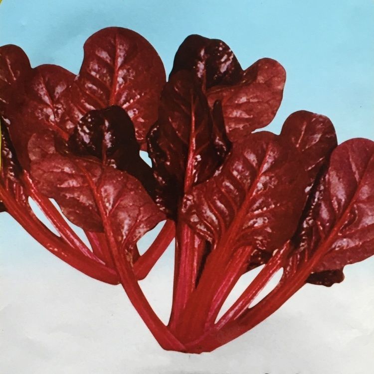 籽种拍三送一四季播种菠菜种子红菠菜/紫菠菜蔬菜种子简单