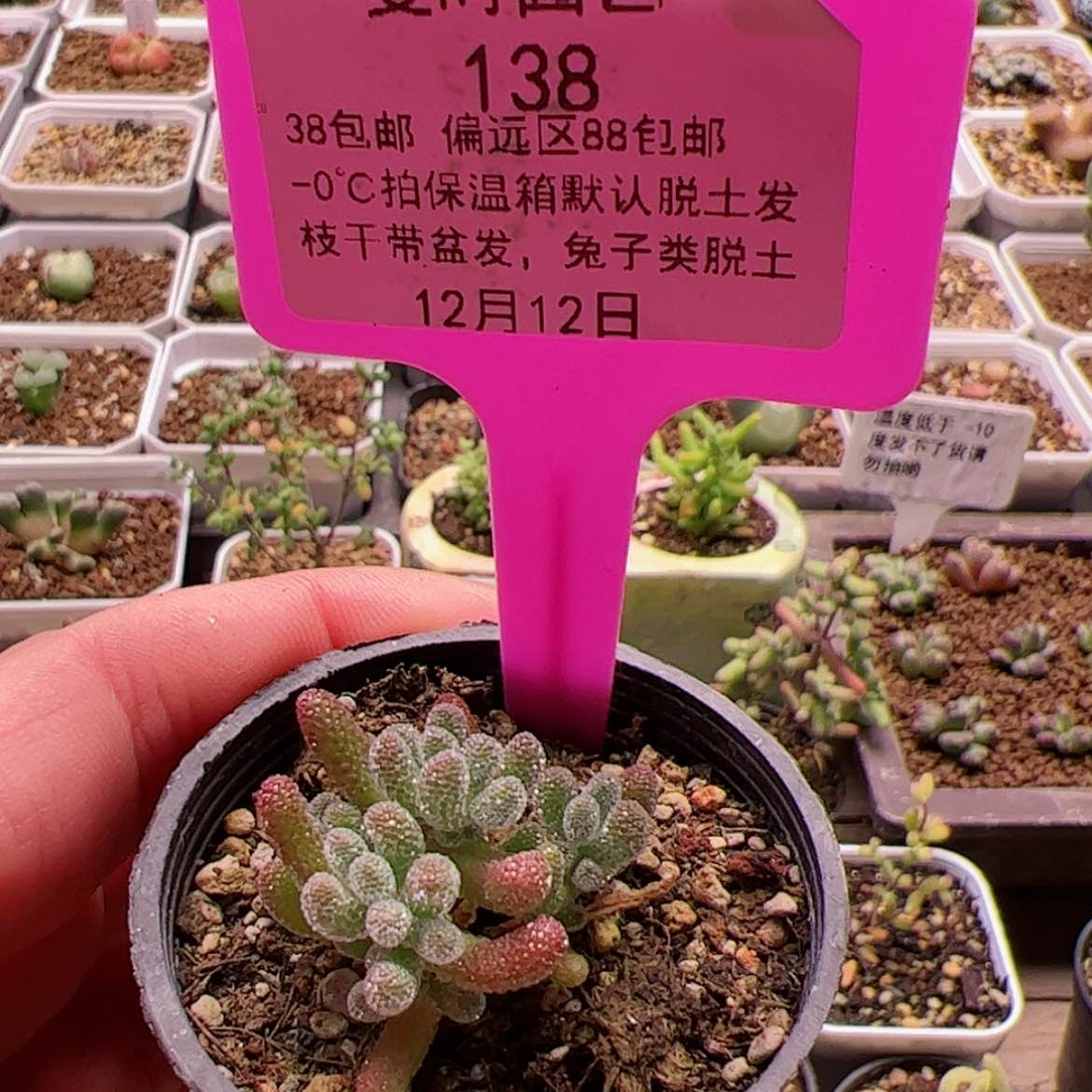【闪购商品】12.12冰晶多肉138