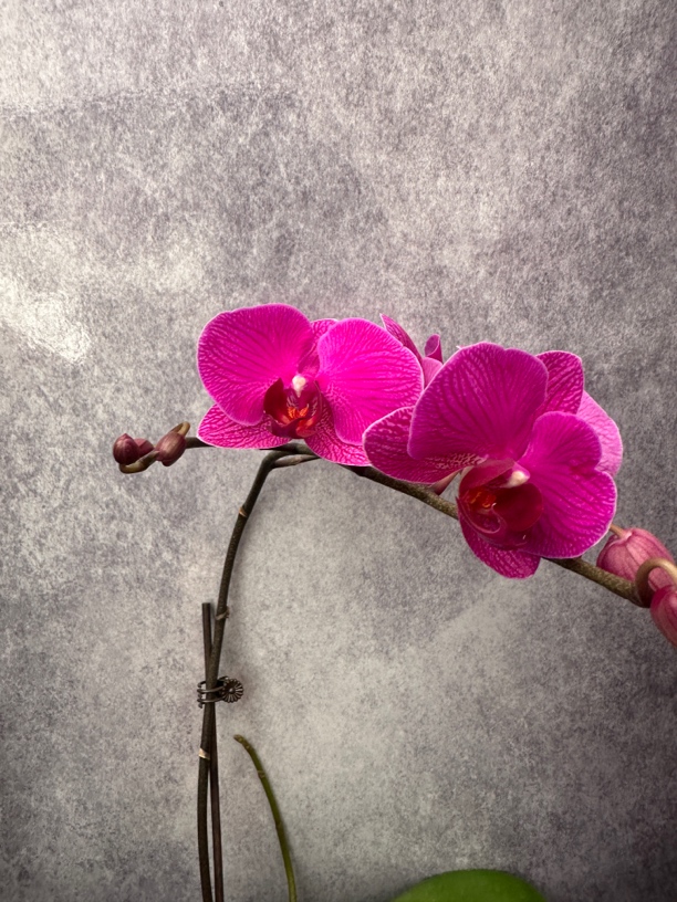 鲜花《 小公主》蝴蝶兰（拍5颗配篮子）